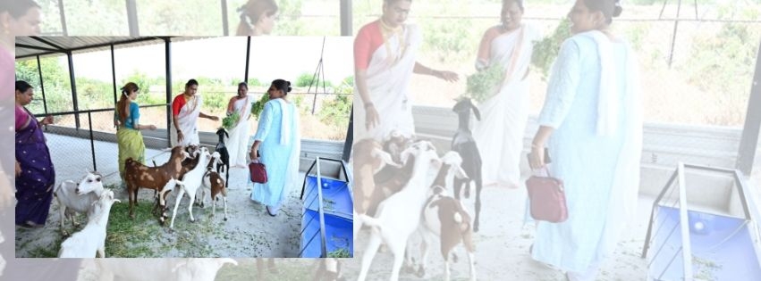 transgender-goat-farming-project-in-maharashtra.jpg