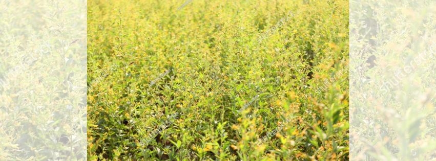 success-storyhigh-yield-pigeon-pea-farming-methods-in-maharashtra.jpg
