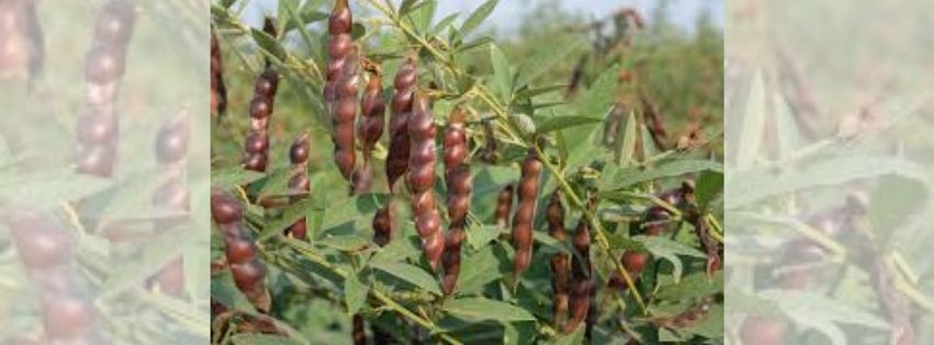 soybean-tur-intercrop-high-profit-munja-gadekar-success