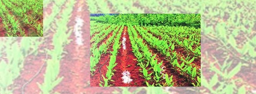 sanskrutik vartapatra_krushi_andhra-pradesh-tulamma-water-user-group-shared-irrigation-success