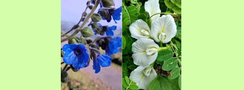 sanskrutik vartapatra paryavaran_13.jpg